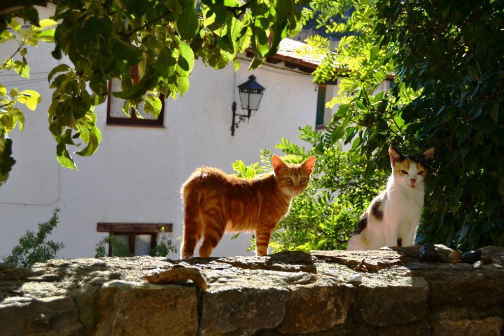 Villarroya de los PinaresCasa Elpatiodelmaestrazgo公寓 外观 照片